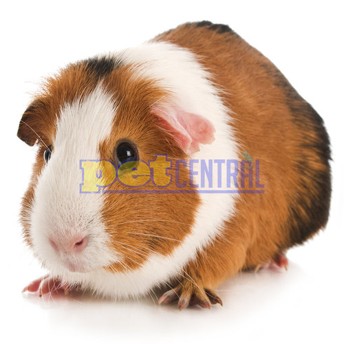 Baby Guinea Pig (3-6 Weeks) Baby Guinea Pig (3-6 Weeks)