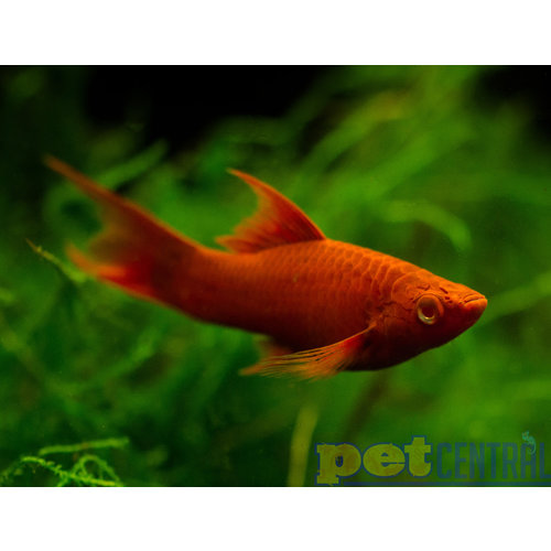 Velvet Swordtail RG Velvet Swordtail RG