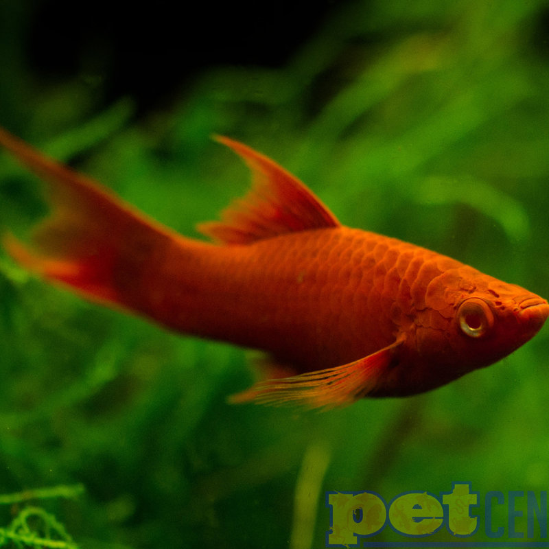 Velvet Swordtail RG