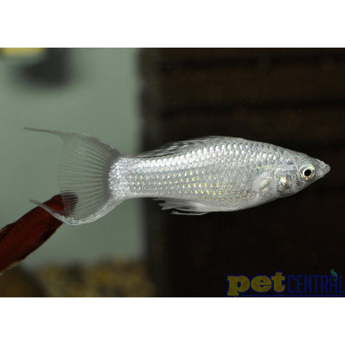Silver Lyretail Molly MD Silver Lyretail Molly MD