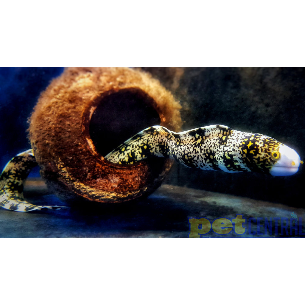 Snowflake Eel SM