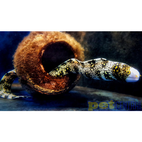 Snowflake Eel SM Snowflake Eel SM