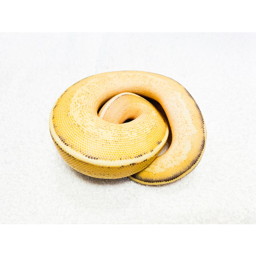 Puma Ball Python Female Baby Puma Ball Python Female Baby