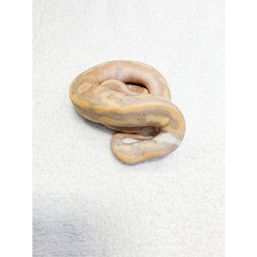 Banana Pied (Low White) Male Baby (15-20") Banana Pied (Low White) Male Baby (15-20")
