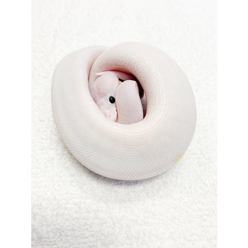 Super Fire/Black Eyed Leucistic Ball Python Baby (15-20") Super Fire/Black Eyed Leucistic Ball Python Baby (15-20")