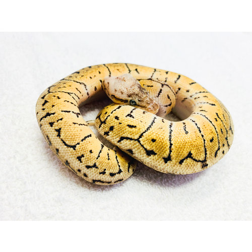 Lemonblast Spotnose Ball Pythons Male Baby Lemonblast Spotnose Ball Pythons Male Baby