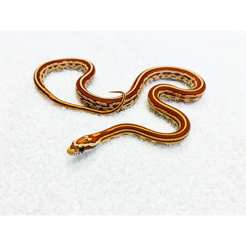 Hypo Tessera Corn Snake Baby (10-18") Hypo Tessera Corn Snake Baby (10-18")