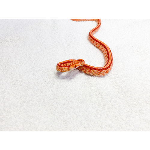 Amel Tessera Corn Snake Baby (10-18") Amel Tessera Corn Snake Baby (10-18")