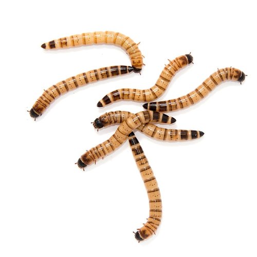 Timberline LG Superworm Cup Timberline LG Superworm Cup