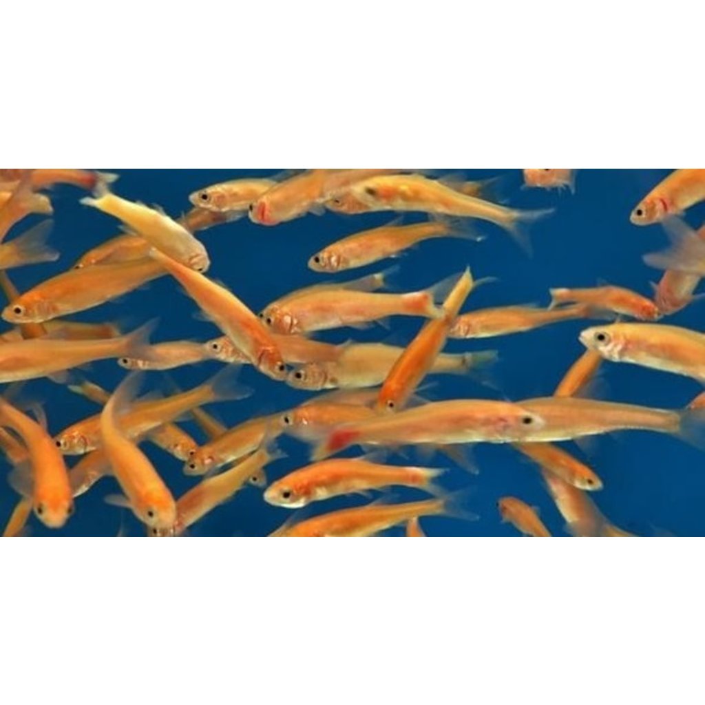 Rosy Red Minnow - The Care, Feeding and Breeding of Rosy Red Minnows -  Aquarium Tidings