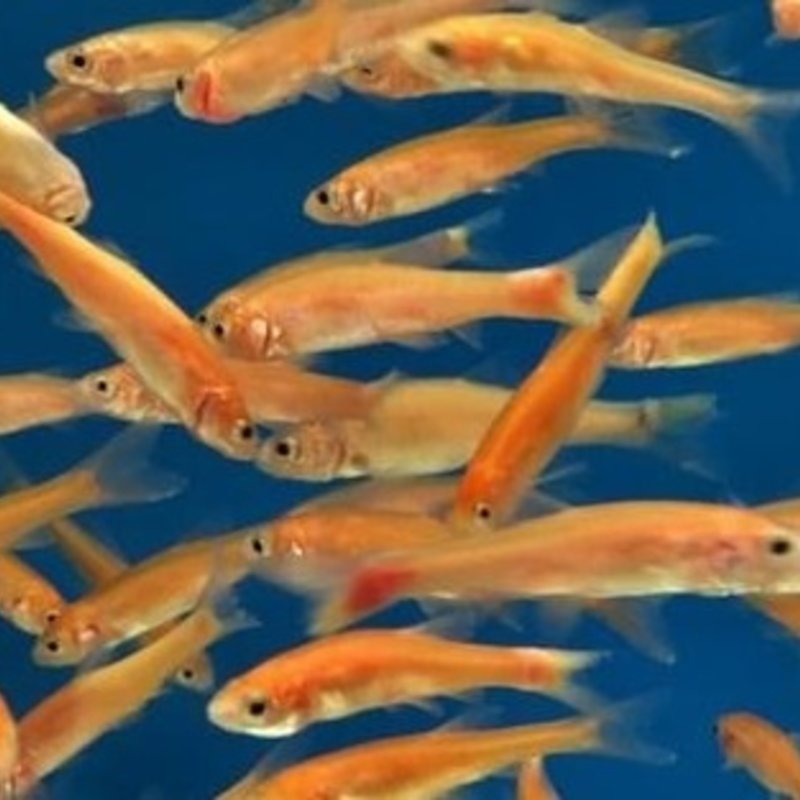 Rosy Red Minnow