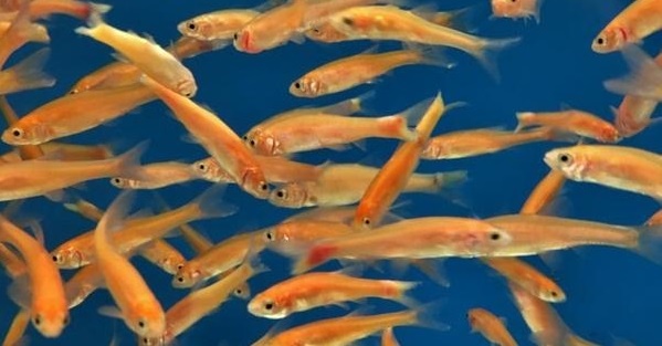 Rosy Red Minnow For Sale - Pet Central - Pet Central
