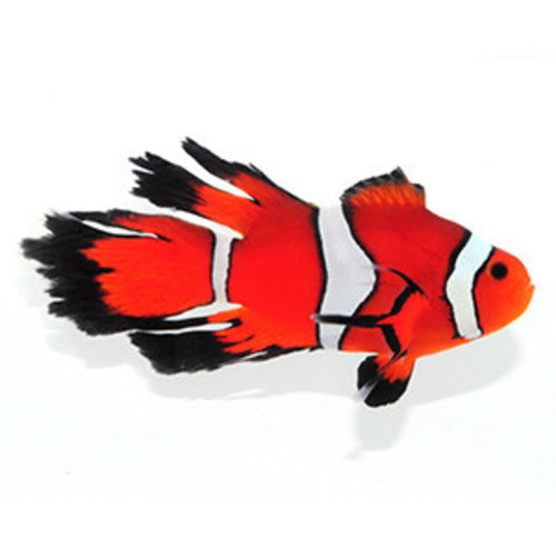 Sustainable Aquatics Fancy Longfin Clownfish MD Sustainable Aquatics Fancy Longfin Clownfish MD