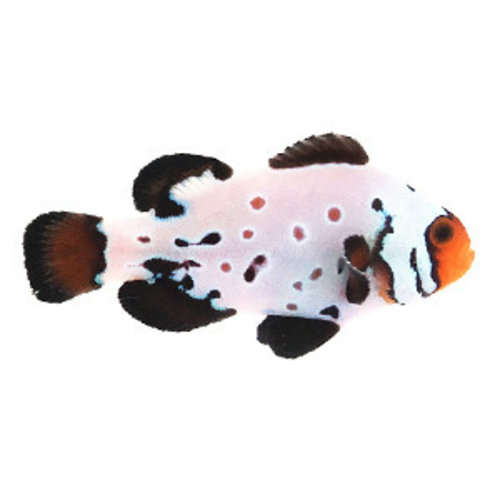 Sustainable Aquatics Frostbite - Absolute Zero Clownfish MD Sustainable Aquatics Frostbite - Absolute Zero Clownfish MD