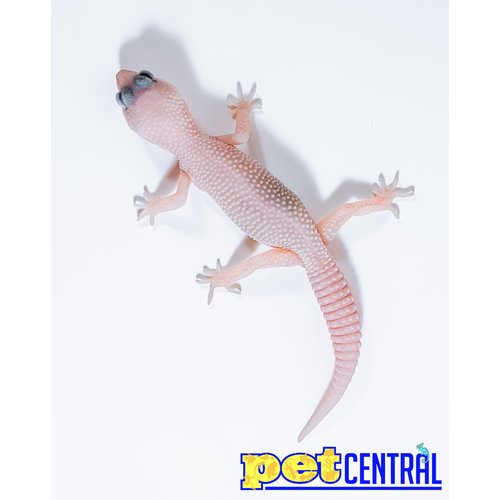Diablo Blanco (Snake Eyes) Leopard Gecko Juvenile Diablo Blanco (Snake Eyes) Leopard Gecko Juvenile
