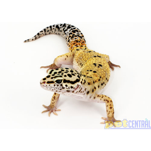 Assorted Leopard Gecko Adult Assorted Leopard Gecko Adult