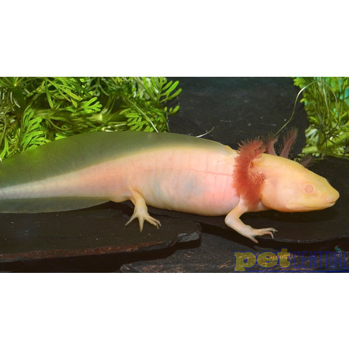 Axolotl Albino SM Axolotl Albino SM