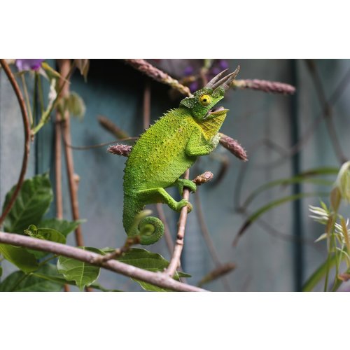 Jackson's Chameleon Adult Male Jackson's Chameleon Adult Male