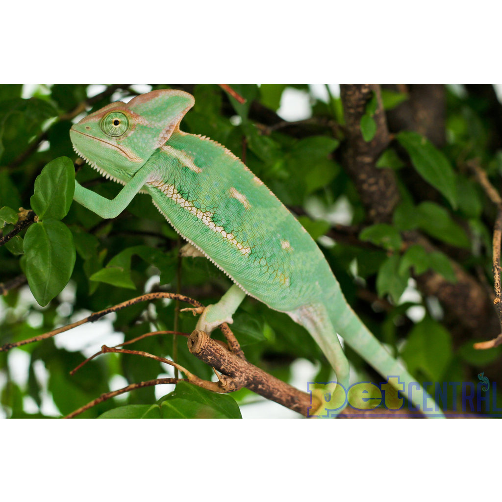 Captive Bred Veiled Chameleon (Male) Juvenile SM (3"-4")