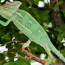 Captive Bred Veiled Chameleon (Male) Juvenile SM (3"-4")