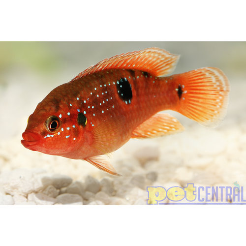 Red Jewel Cichlid RG Red Jewel Cichlid RG
