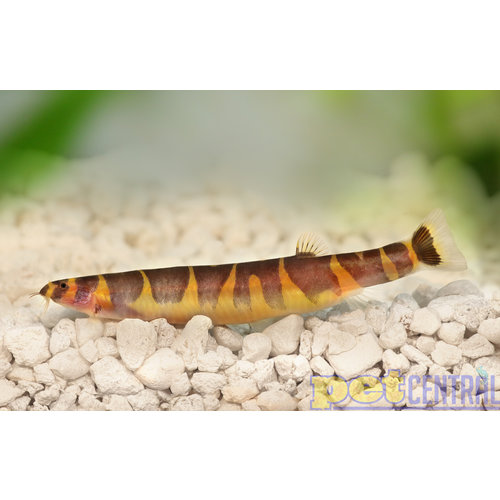 Kuhlii Loach LG Kuhlii Loach LG