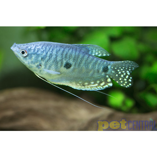 Blue Gourami RG Blue Gourami RG