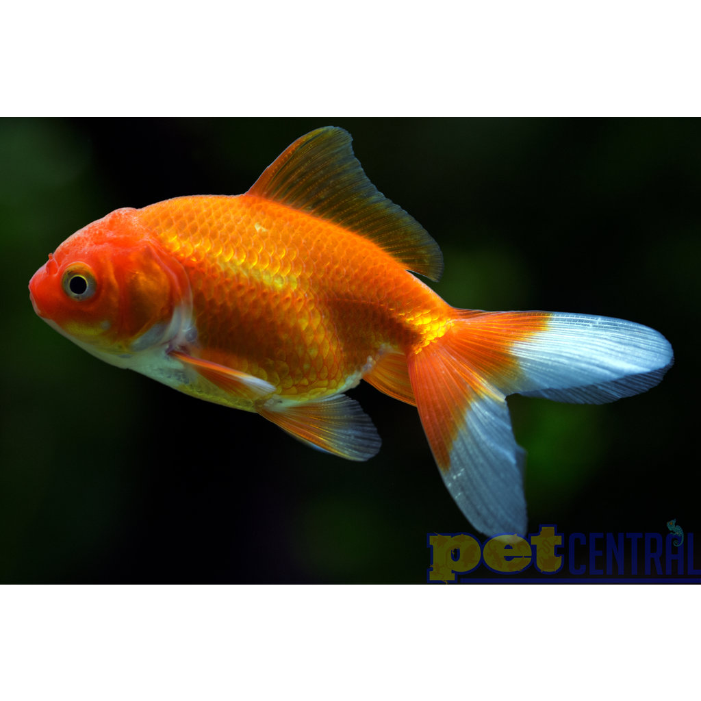 Red Fantail Goldfish MD