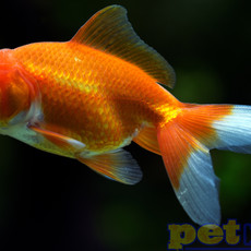 Red Fantail Goldfish MD