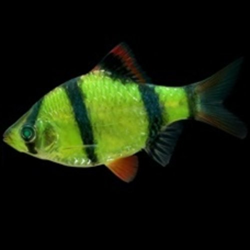 Glofish® Barb Electric Green® Glofish® Barb Electric Green®