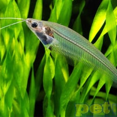 Glass Catfish RG