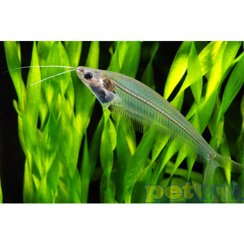 Glass Catfish RG Glass Catfish RG