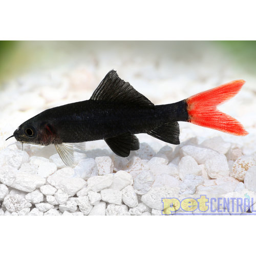 Redtail Shark RG Redtail Shark RG
