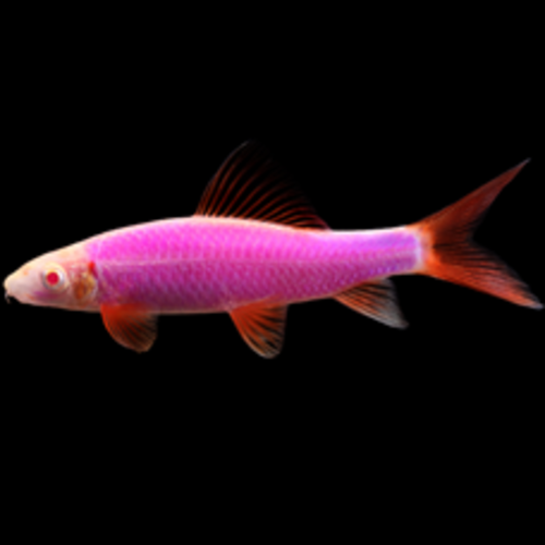 Glofish® Glofish® Shark RG Galactic Purple® RG Glofish® Glofish® Shark RG Galactic Purple® RG