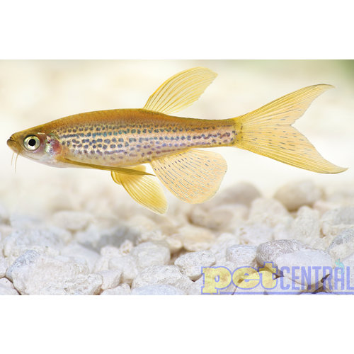 Longfin Zebra Danio RG Longfin Zebra Danio RG
