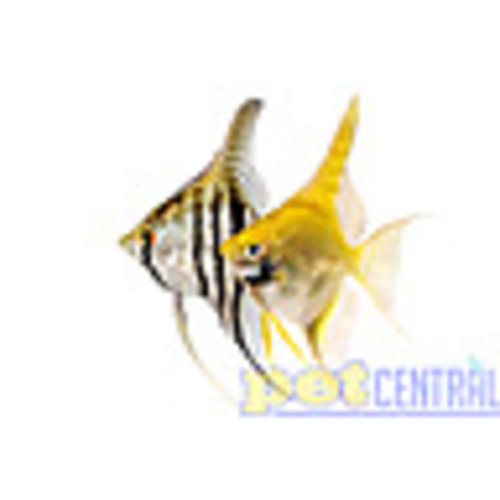 Assorted Angelfish RG Assorted Angelfish RG
