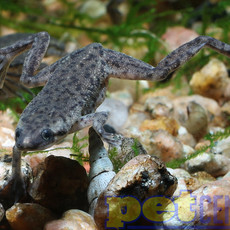 African Dwarf Frog RG