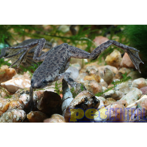 African Dwarf Frog RG African Dwarf Frog RG