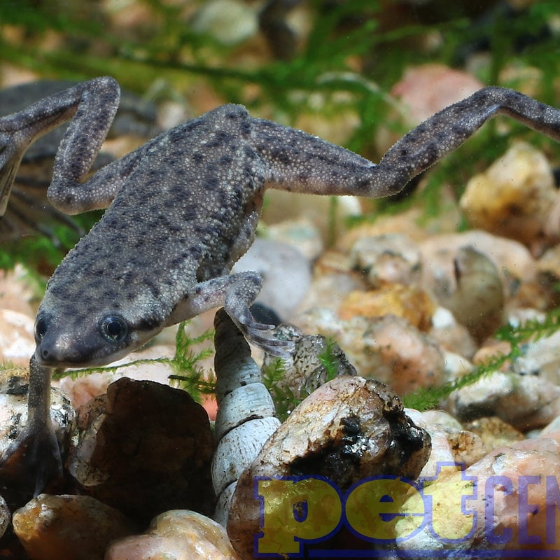 African Dwarf Frog RG