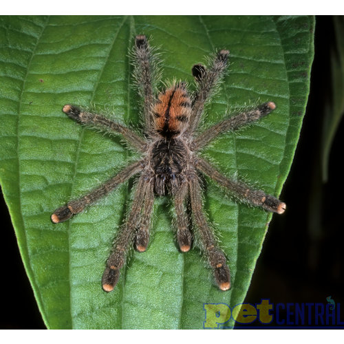 Pinktoe Tarantula Adult Pinktoe Tarantula Adult