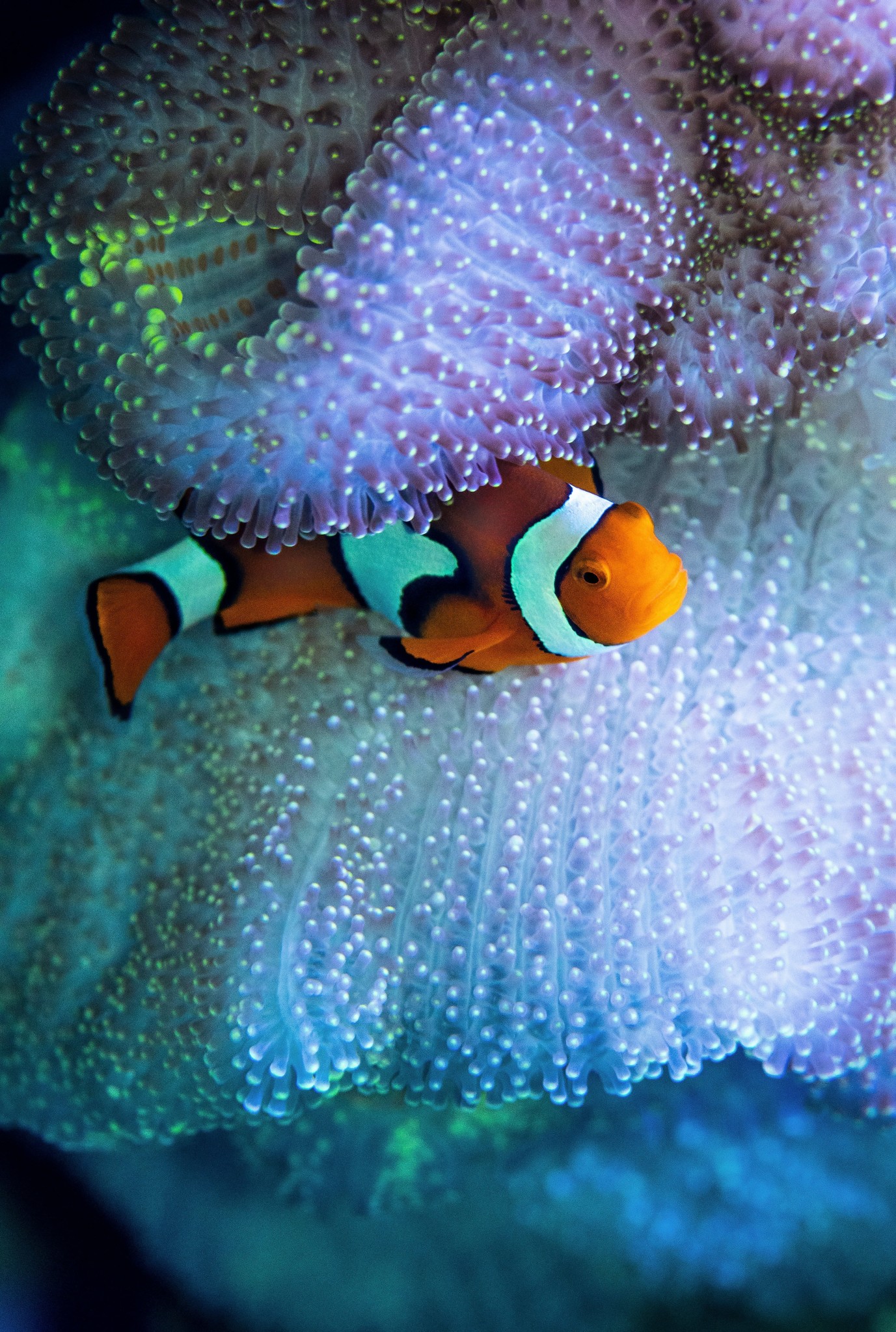 Cycling an Aquarium