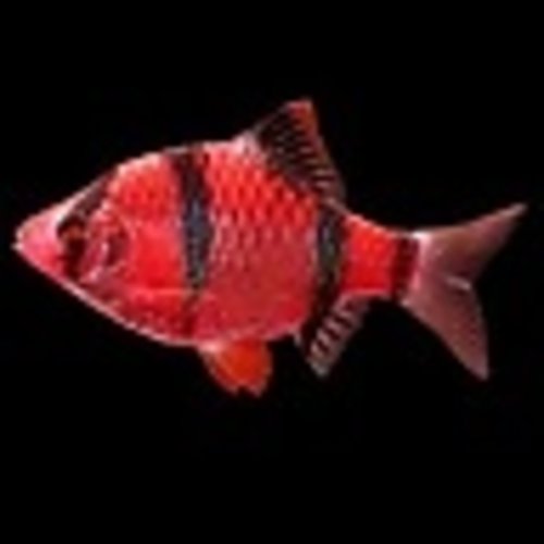 Glofish® Barb Starfire Red® Glofish® Barb Starfire Red®