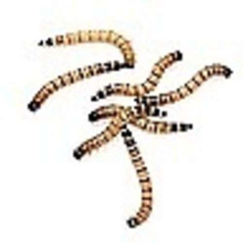 Timberline LG Superworms Cup 25ct Timberline LG Superworms Cup 25ct