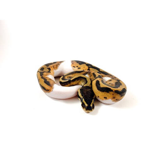 High White Pied Ball Python Baby High White Pied Ball Python Baby