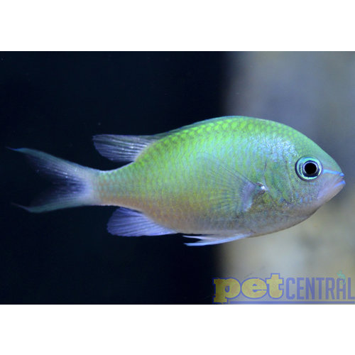 Green Chromis MD Green Chromis MD