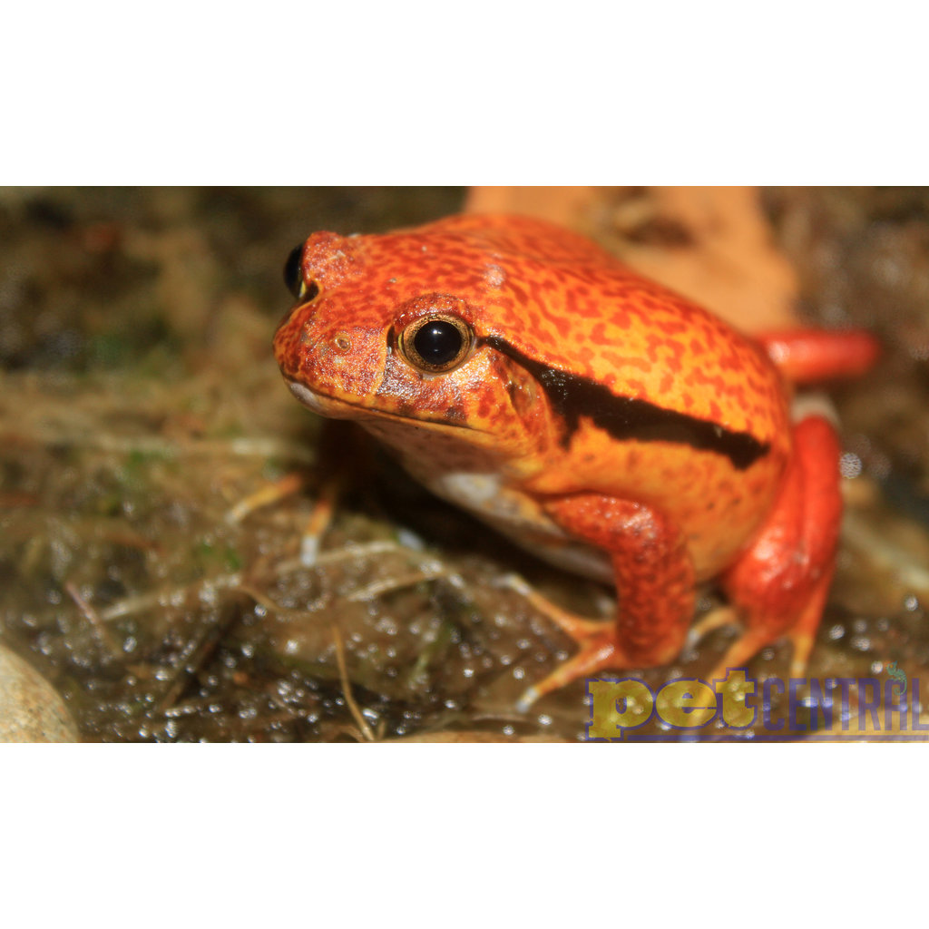 Captive Bred Tomato Frog Baby (1")