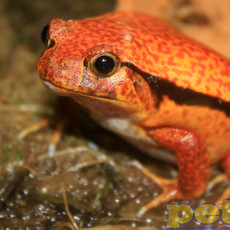 Captive Bred Tomato Frog Baby (1")