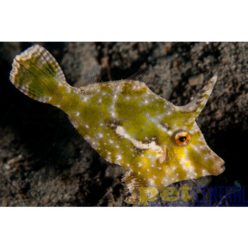 Green Filefish SM Green Filefish SM