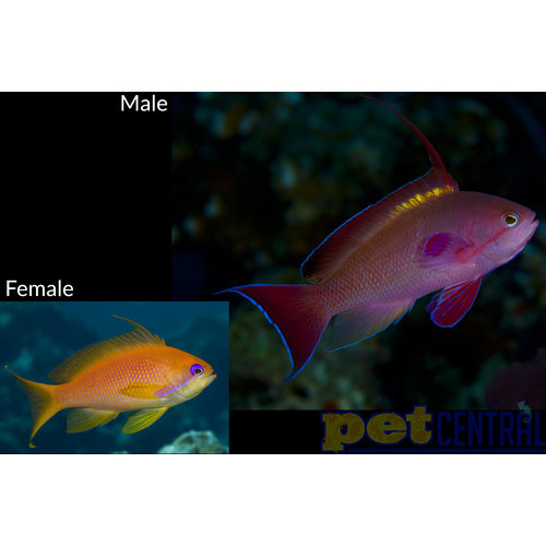 Lyretail Anthias MD Male Lyretail Anthias MD Male