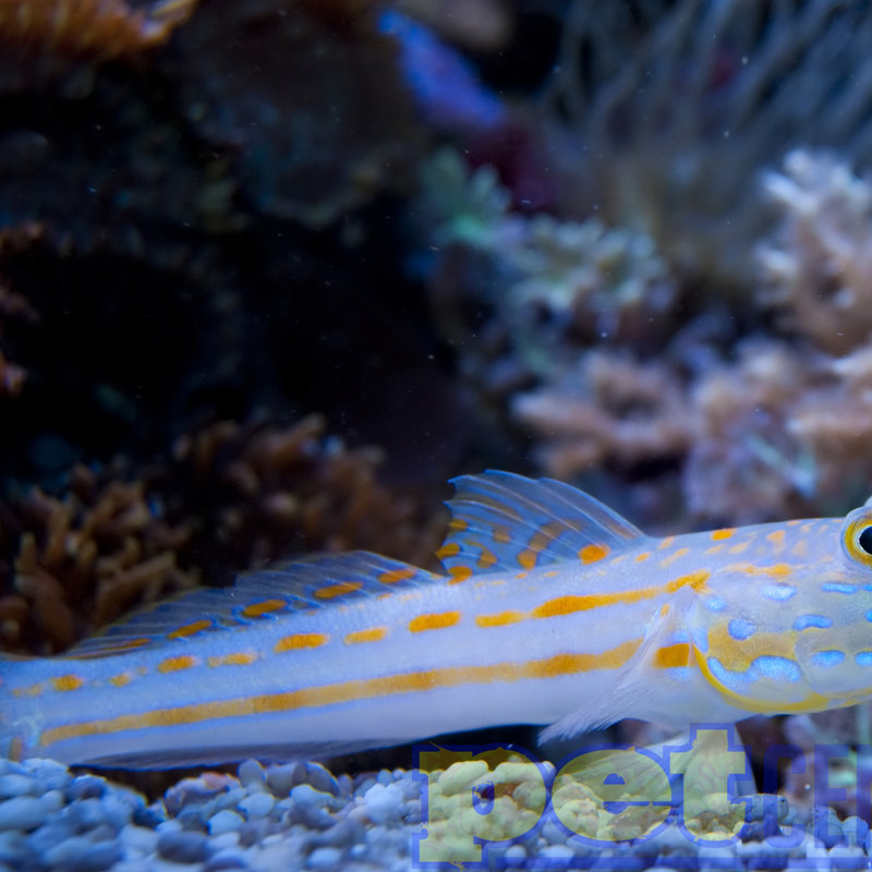 Diamond Goby SM